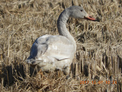 DSCN2700.JPG
