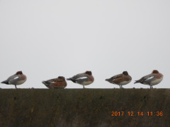 DSCN2947.JPG