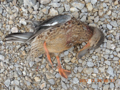 DSCN9987.JPG