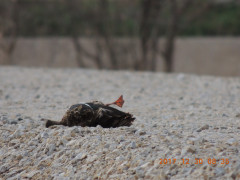 DSCN9985.JPG