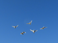 RSCN0332.JPG