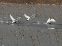 RSCN0954.JPG
