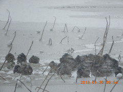 DSCN0993.JPG