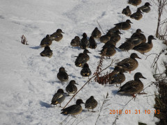 DSCN1033.JPG