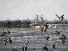 DSCN1070.JPG