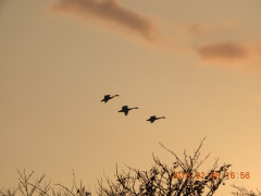 DSCN1390.JPG