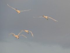 RSCN1476.JPG