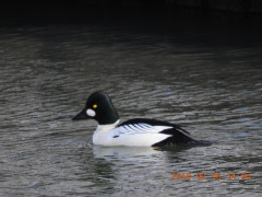 DSCN2109.JPG