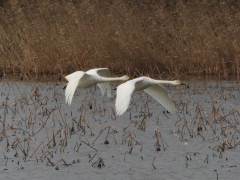RSCN0112.JPG