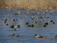 DSCN0394.JPG