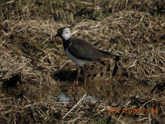 DSCN0414.JPG