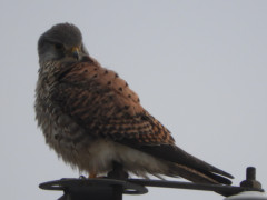RSCN2096.JPG