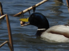 RSCN0509.JPG