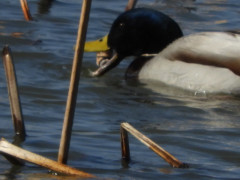 RSCN0508.JPG