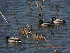 DSCN0485.JPG