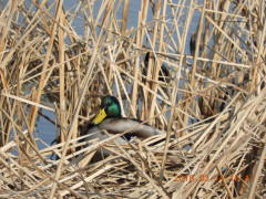 DSCN0543.JPG
