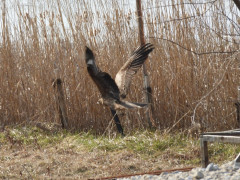 RSCN0559.JPG