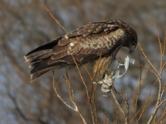 RSCN0329.JPG