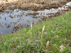 DSCN0592.JPG