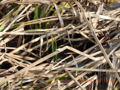 DSCN0575.JPG