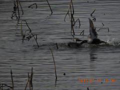 DSCN0601.JPG