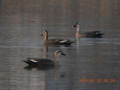 DSCN0735.JPG