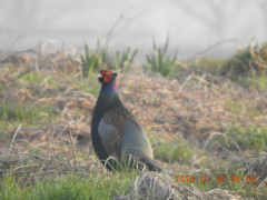 DSCN0779.JPG