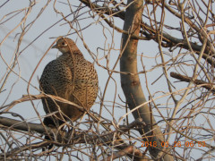 DSCN0775.JPG