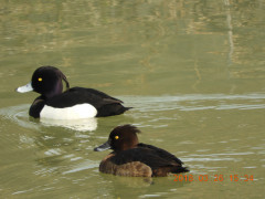 DSCN0803.JPG