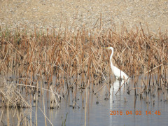 DSCN0971.JPG