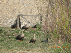 DSCN0972.JPG