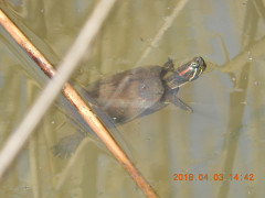 DSCN0969.JPG