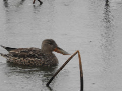 DSCN1053.JPG