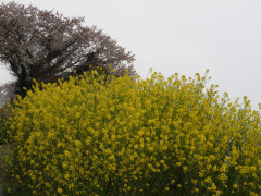 DSCN1043.JPG