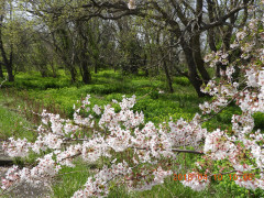 DSCN1077.JPG