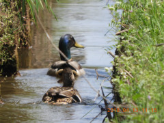DSCN1110.JPG