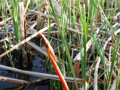 DSCN1215.JPG
