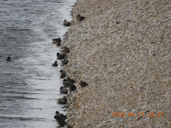 DSCN0016.JPG