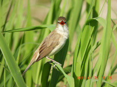 DSCN0238.JPG