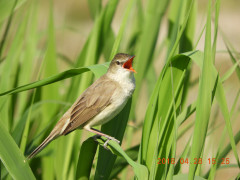 DSCN0237.JPG