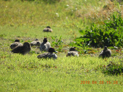DSCN0245.JPG