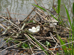 DSCN5715.JPG