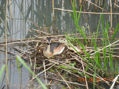 DSCN5785.JPG