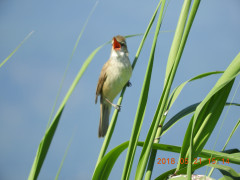 DSCN5910.JPG