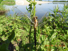DSCN5920.JPG