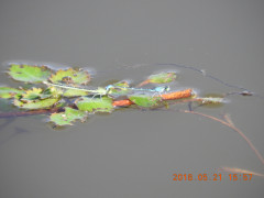 DSCN5930.JPG