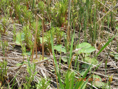 DSCN5967.JPG