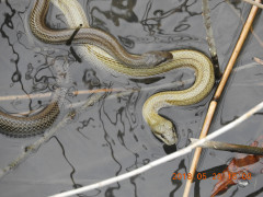 DSCN6005.JPG