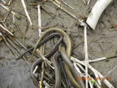 DSCN6031.JPG
