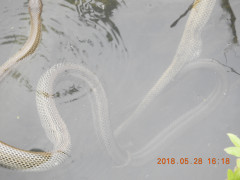 DSCN6035.JPG